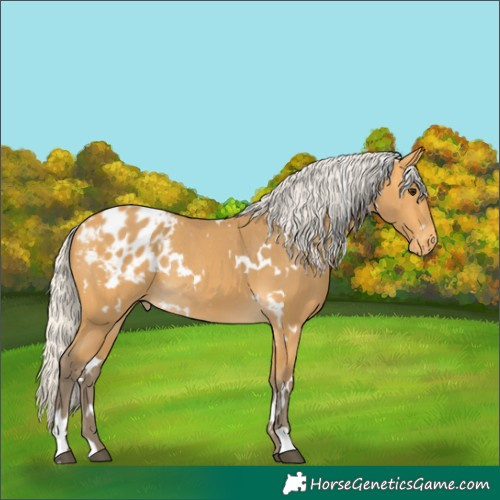 Horse Color:White Spotted Silver Buckskin Blanket Rabicano