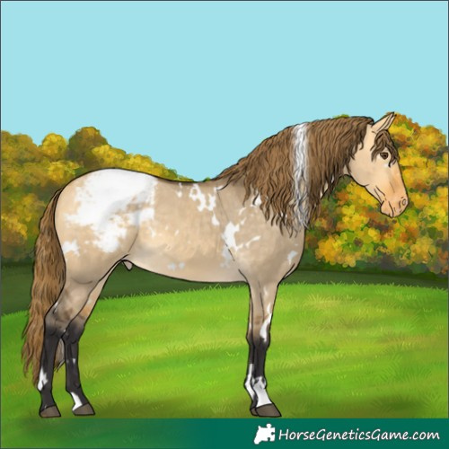 Horse Color:White Spotted Buckskin Dun Snowcap Rabicano