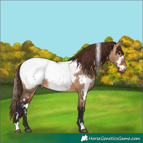 Horse Color:White Spotted Bay Dun Near Fewspot Rabicano 