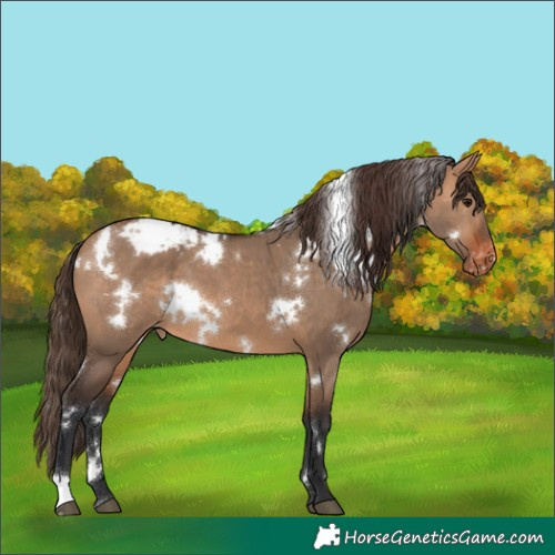 Horse Color:White Spotted Bay Dun Snowcap 