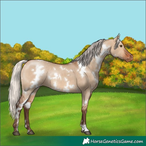 Horse Color:White Spotted Silver Bay Dun Blanket Rabicano