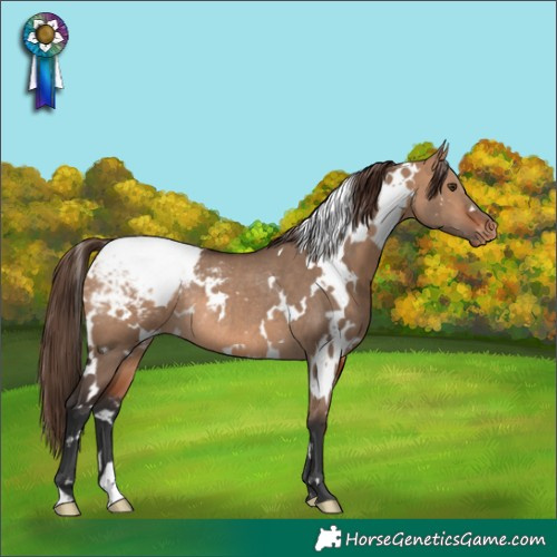 Horse Color:White Spotted Bay Dun Appaloosa Rabicano