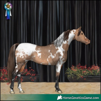 Horse Color:White Spotted Bay Dun Snowcap Rabicano