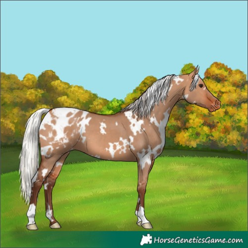 Horse Color:White Spotted Silver Bay Dun Varnish