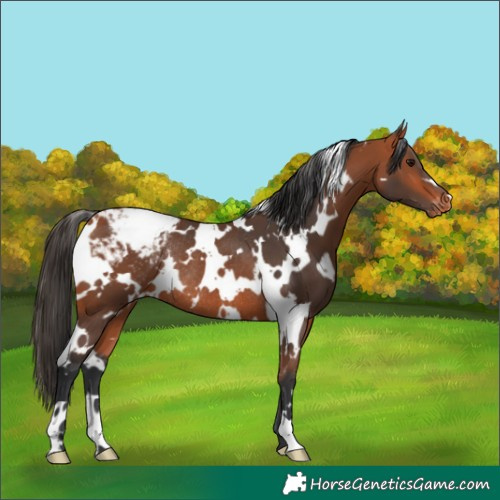 Horse Color:White Spotted Bay Appaloosa Rabicano