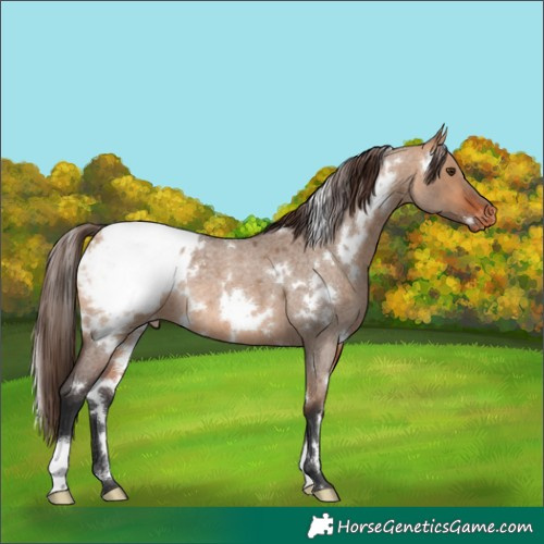 Horse Color:White Spotted Bay Roan Dun Snowcap 