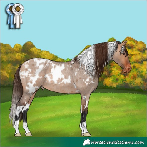 Horse Color:White Spotted Bay Roan Dun Appaloosa Rabicano