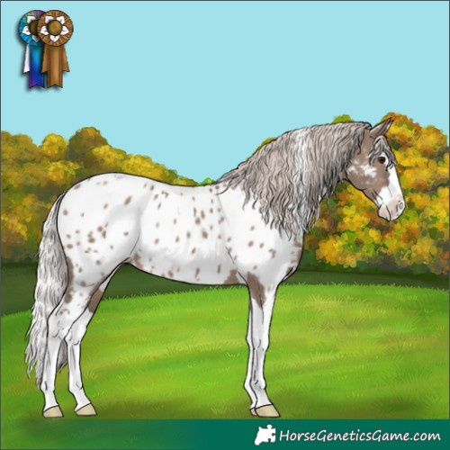 Horse Color:White Spotted Silver Grullo Splash Appaloosa