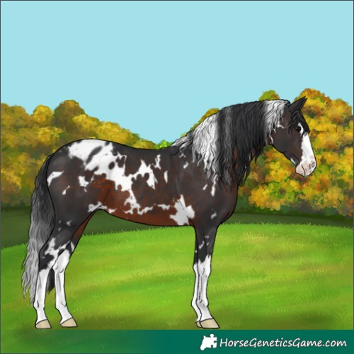 Horse Color:White Spotted Brown Splash Appaloosa 
