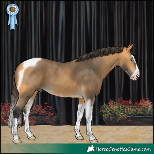 Horse Color:Buckskin Splash Tobiano