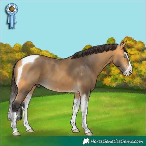 Horse Color:Buckskin Splash Tobiano 