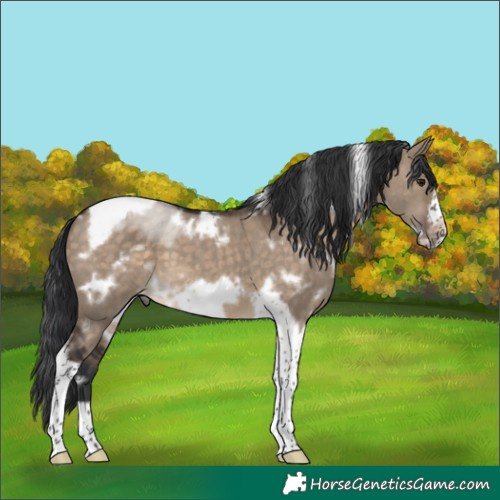 Horse Color:White Spotted Brown Dun Tobiano Frame 
