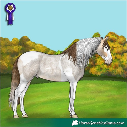Horse Color:Buckskin Roan Dun Splash Tobiano Appaloosa 