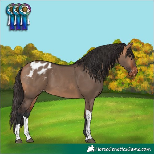 Horse Color:Bay Dun Tobiano Appaloosa 