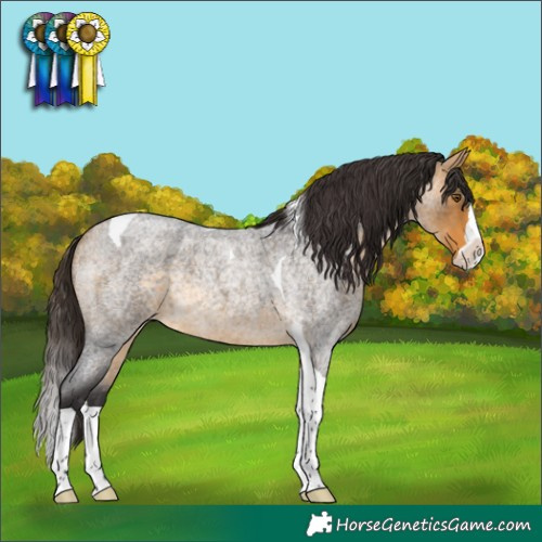 Horse Color:Buckskin Roan Splash Tobiano 