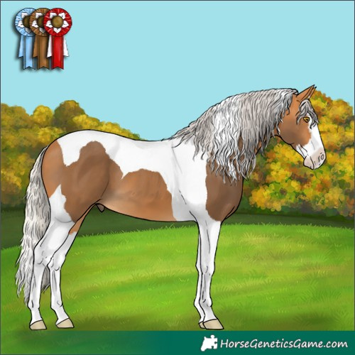 Horse Color:Silver Buckskin Splash Tobiano