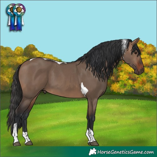Horse Color:Brown Dun Tobiano