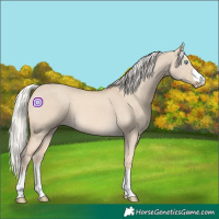Horse Color:Cremello Dun 