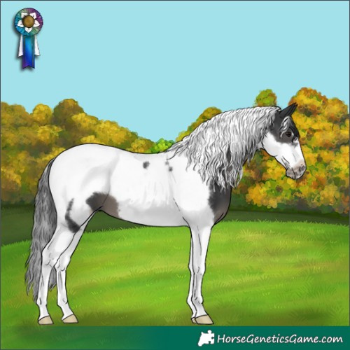 Horse Color:Black Tobiano Frame 