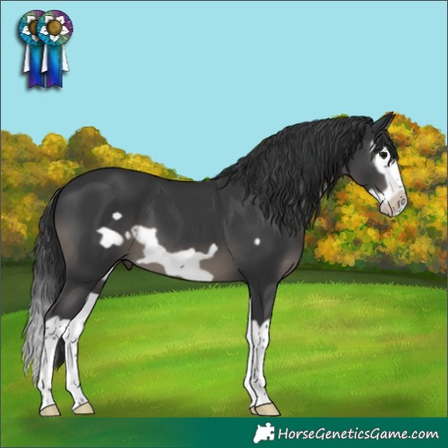 Horse Color:Black Splash Frame 