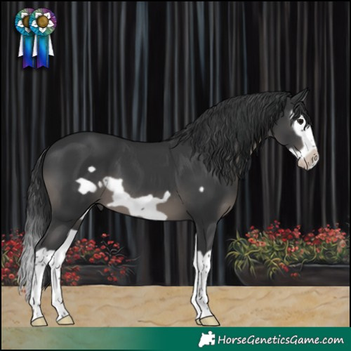 Horse Color:Black Splash Frame 