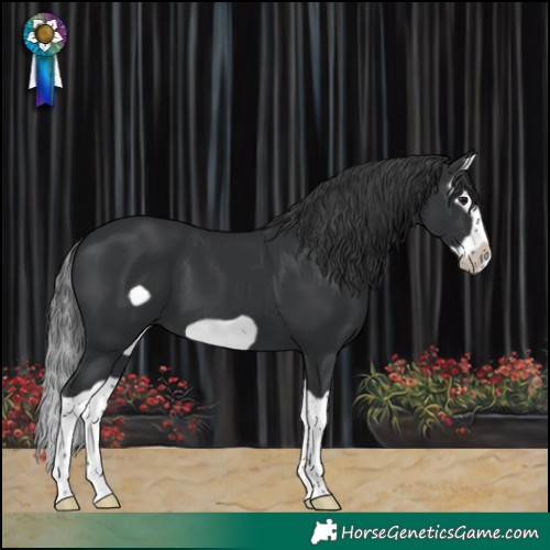 Horse Color:Black Splash Frame