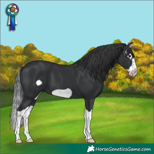 Horse Color:Black Splash Frame 