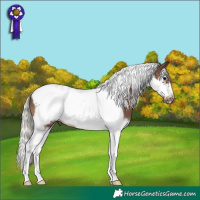 Horse Color:Silver Black Splash Tobiano Frame 