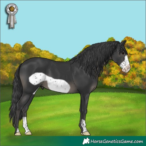 Horse Color:Black Frame 