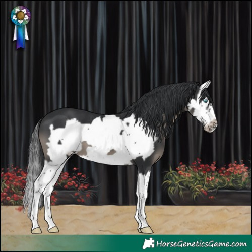 Horse Color:Black Splash Frame