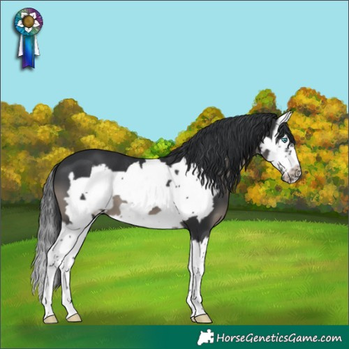 Horse Color:Black Splash Frame 