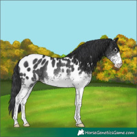 Horse Color:White Spotted Black Near Leopard Rabicano