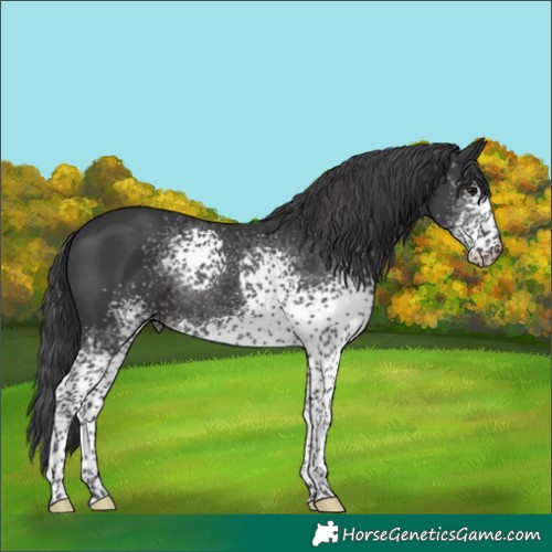 Horse Color:White Spotted Black Rabicano 