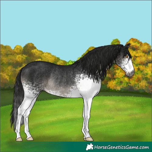 Horse Color:Gray White Spotted Black Rabicano 