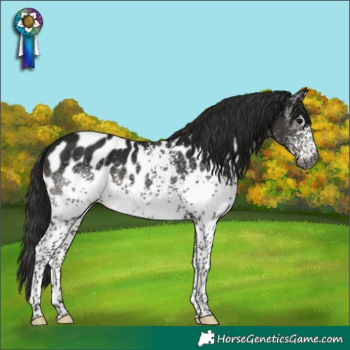 Horse Color:Gray White Spotted Black Appaloosa