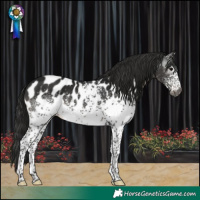 Horse Color:Gray White Spotted Black Near Leopard 