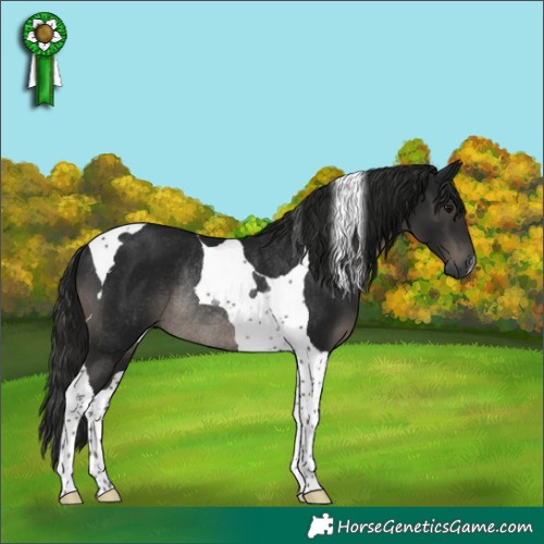 Horse Color:Gray Black Tobiano Rabicano 