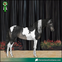 Horse Color:Gray Black Tobiano Rabicano 