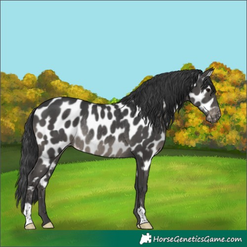 Horse Color:Black Appaloosa Rabicano 