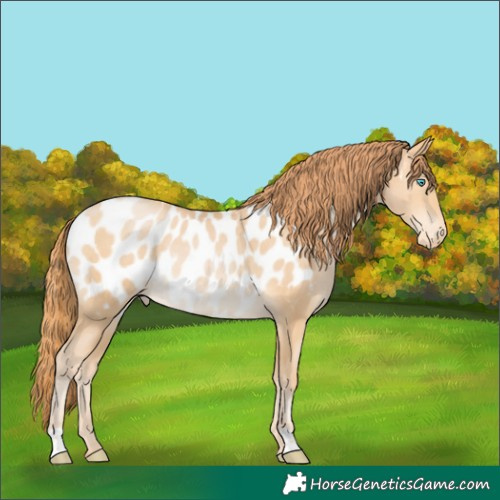 Horse Color:Buckskin Pearl Appaloosa Rabicano 