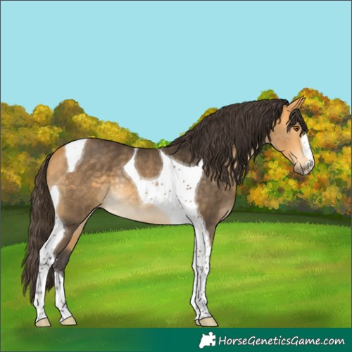 Horse Color:Buckskin Tobiano Rabicano