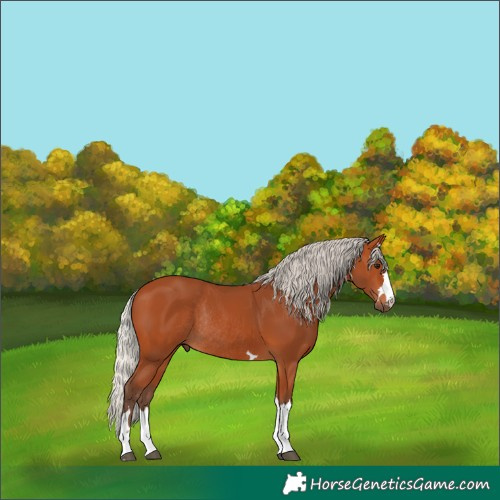 Horse Color:Silver Bay Rabicano 