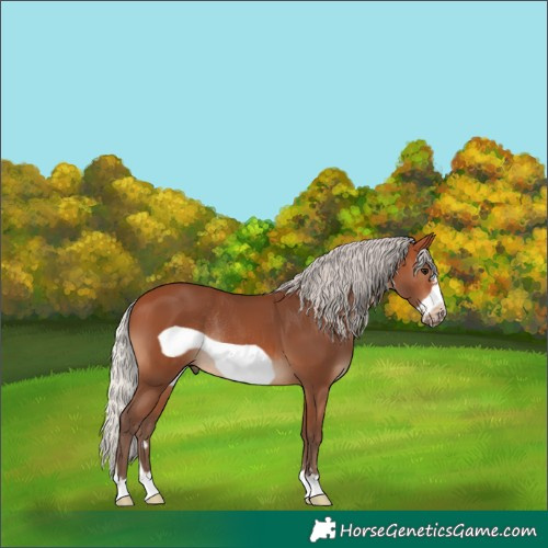 Horse Color:Silver Bay Frame Rabicano 