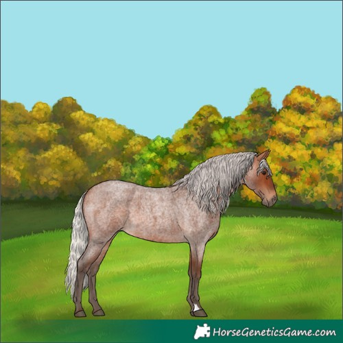 Horse Color:Silver Brown Roan