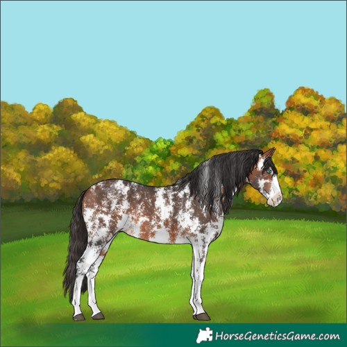 Horse Color:Bay Sabino Splash Varnish 
