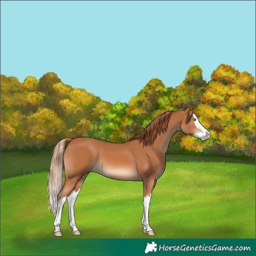 Horse Color:Chestnut Splash 