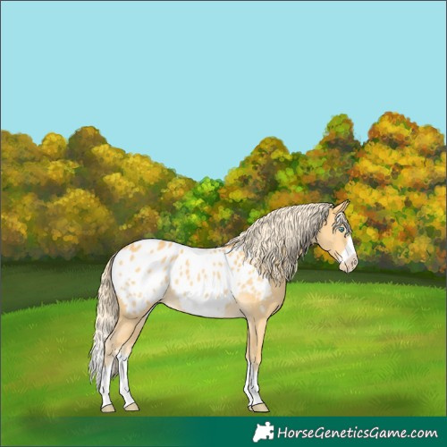 Horse Color:Palomino Sabino Splash Frame Appaloosa