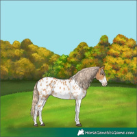 Horse Color:Palomino Sabino Frame Blanket 