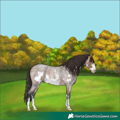 Horse Color:Bay Roan Sabino Frame 