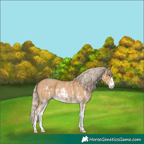 Horse Color:Palomino Sabino 